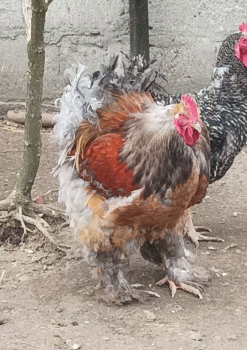 Sprzedam koguta kochin olbrzymi