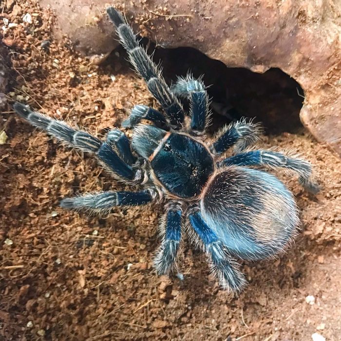 Ptasznik Trixopelma cyaneolum blue L4