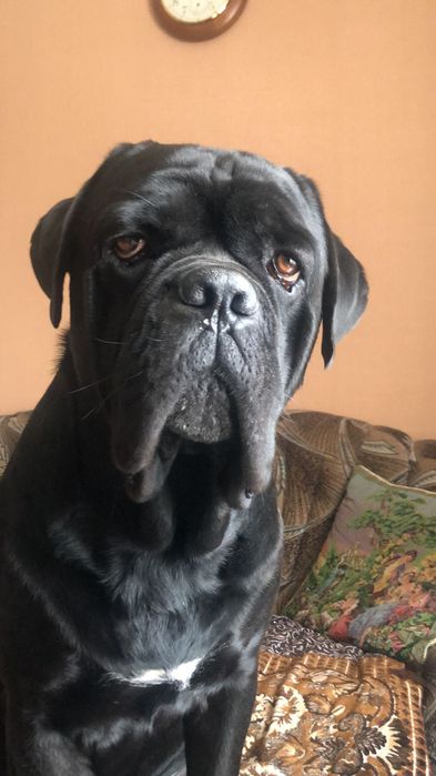 Cane Corso вʼязка .