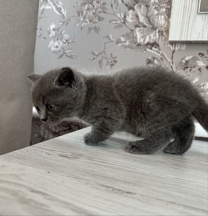 Шотландські кошенята