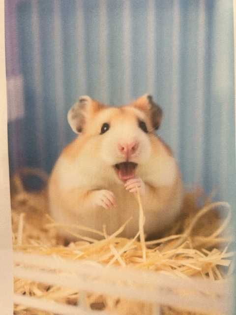 Натуральне сіно для гризунів- подаруйте своєму улюбленцю найкраще!