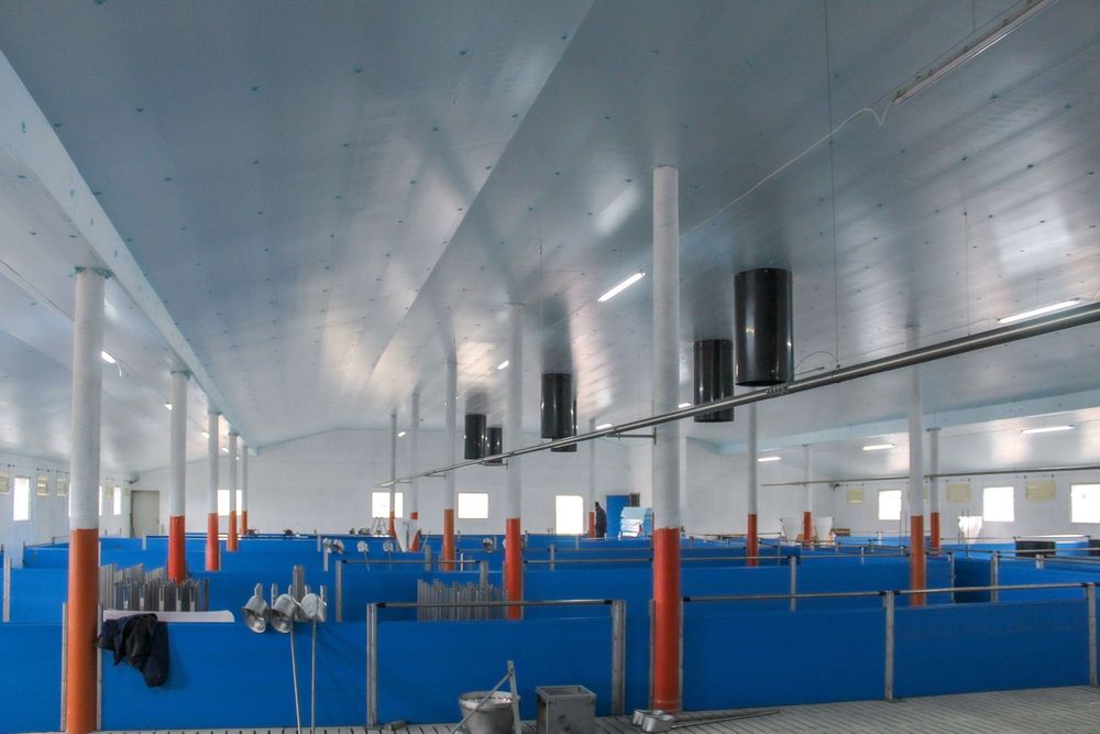 Ocieplenie Termoizolacja Płyta Styrodur XPS AGRO Niebieska na Chlewnie