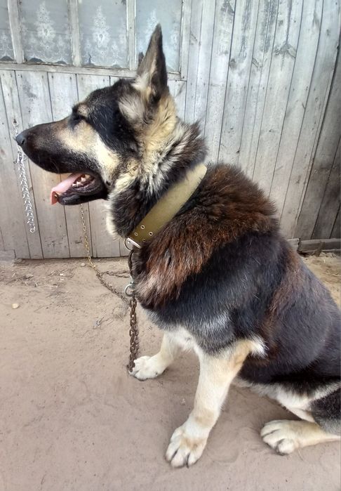 Східноєвропейська вівчарка для в'язки !!!