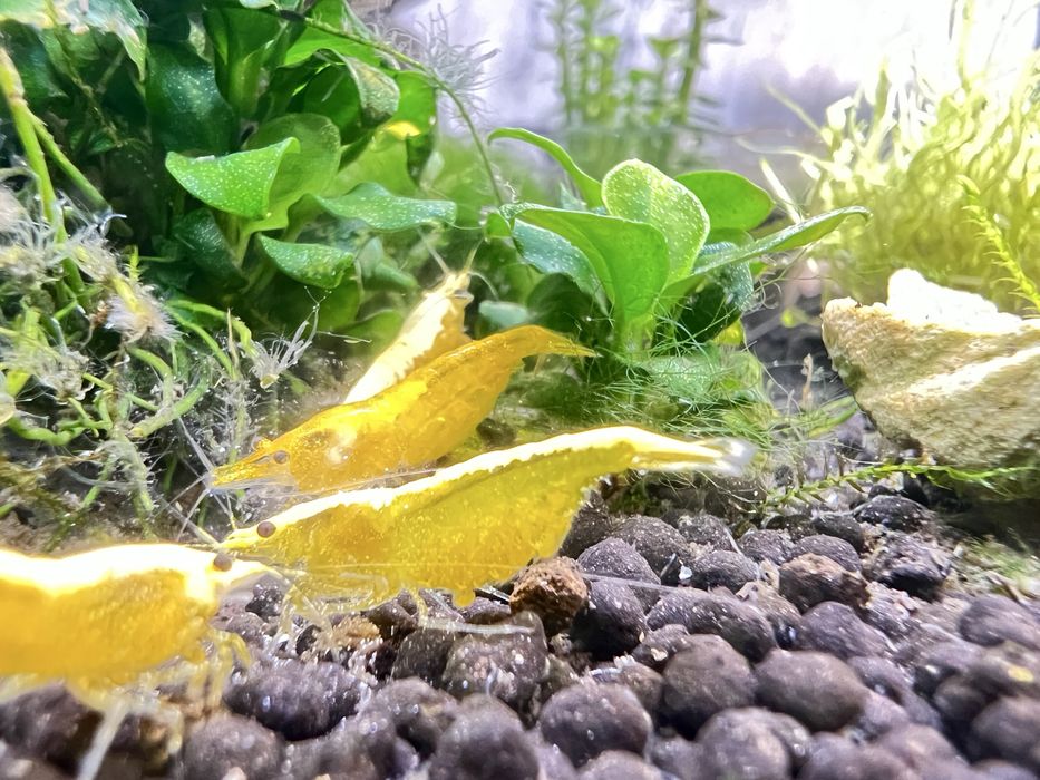 Neocaridina Yellow Golden Back