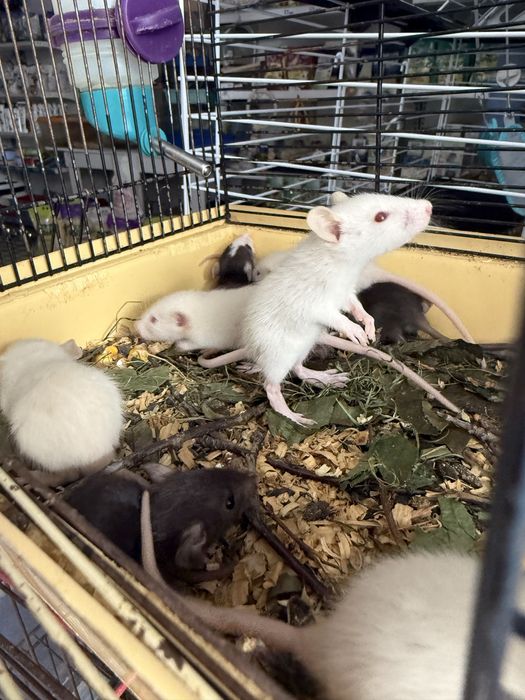 Крысята Дамбо (малыши) очень ручные !!