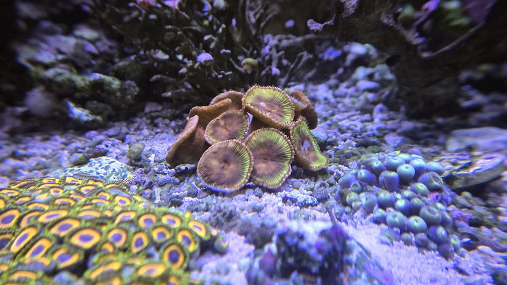 Zoanthus Grandis dlkoralowiec miękki