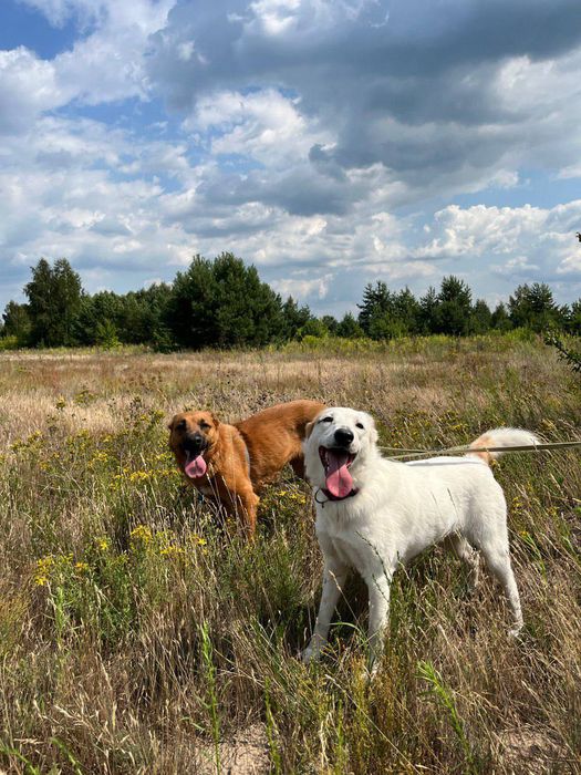 Белла шукає родину