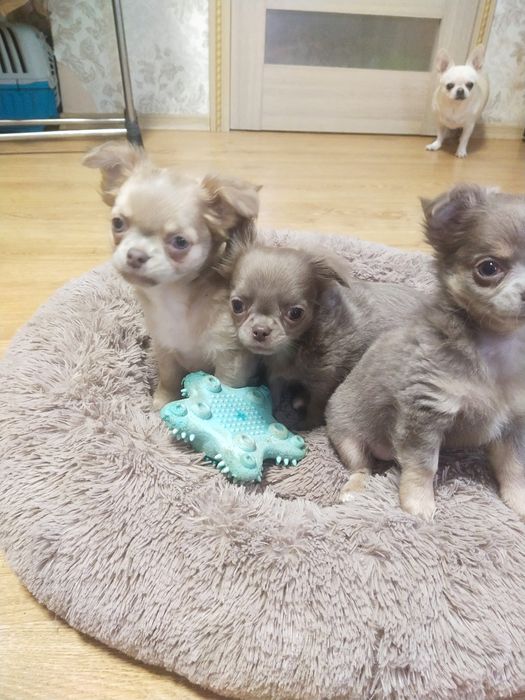 Продается Чихуахуа