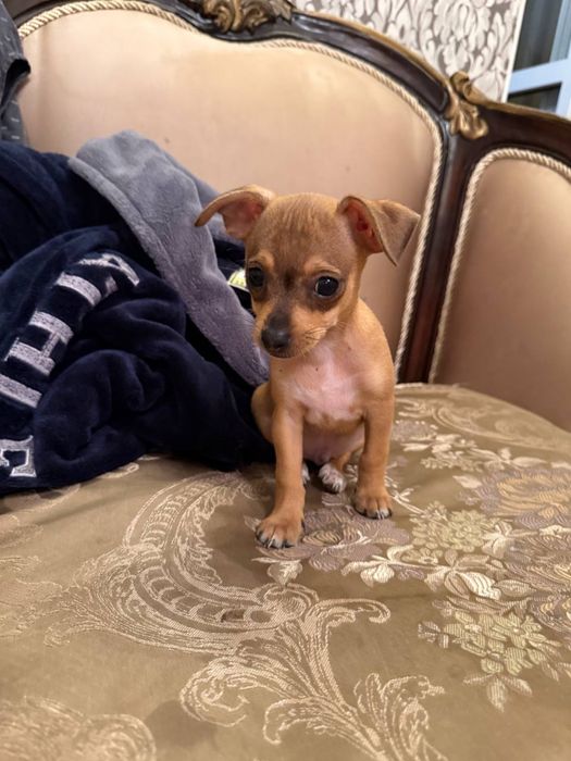 Щенок той терьер мальчик