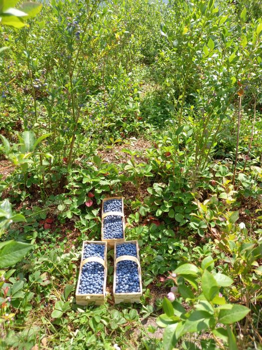 Borówka amerykańska Eko .Cena 1 kg 20 . zł