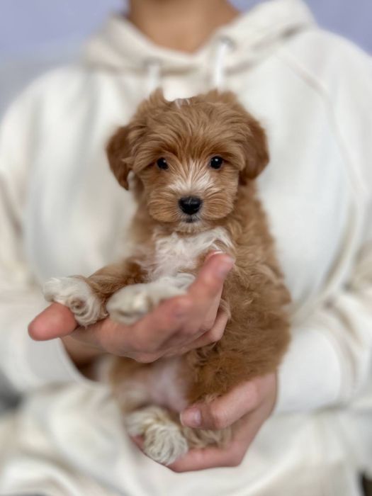 Цуценята міні мальтіпу ф1