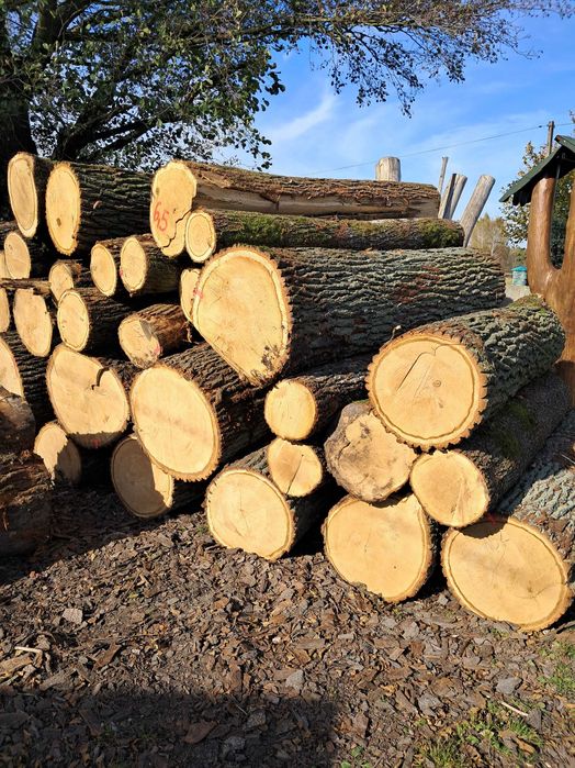 Plastry drewna dębowego