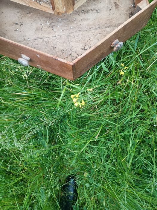 Budka lęgowa dla ptaków