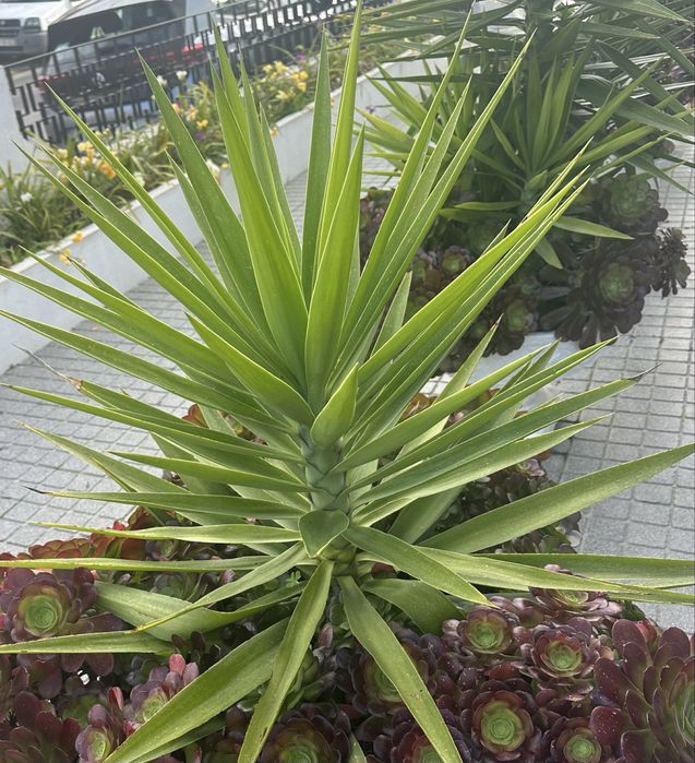 Plantas iucas para jardins ou para vasos