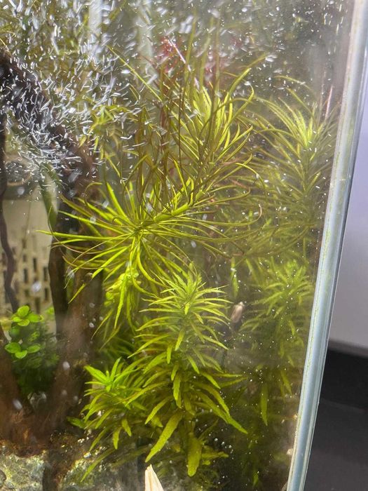 Pogostemon erectus - 4 stems (Unavailable)64585896912385121