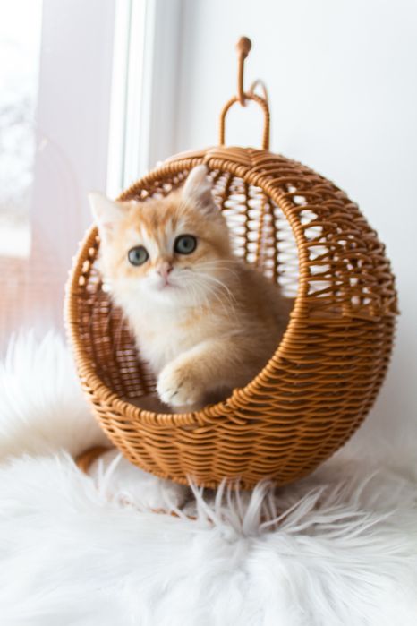 Котик золота шиншила чекає на вас