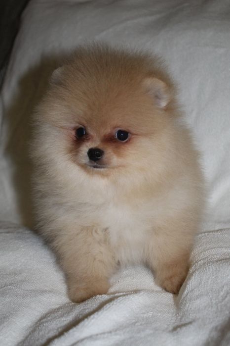 Хлопчик померанський шпіц 3.5 міс