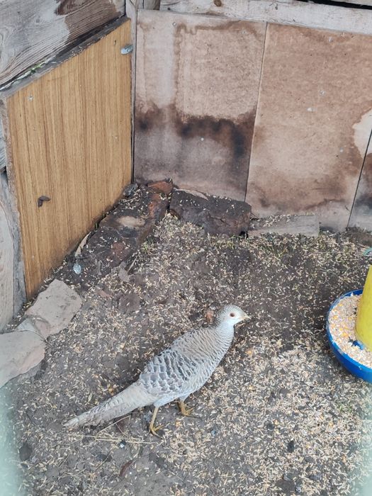 Продам фазанів мисливських