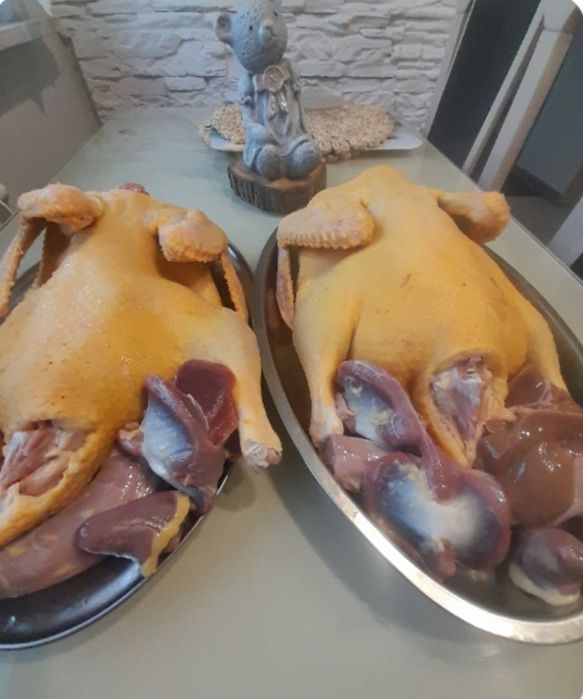 Kaczki karmione naturalnie