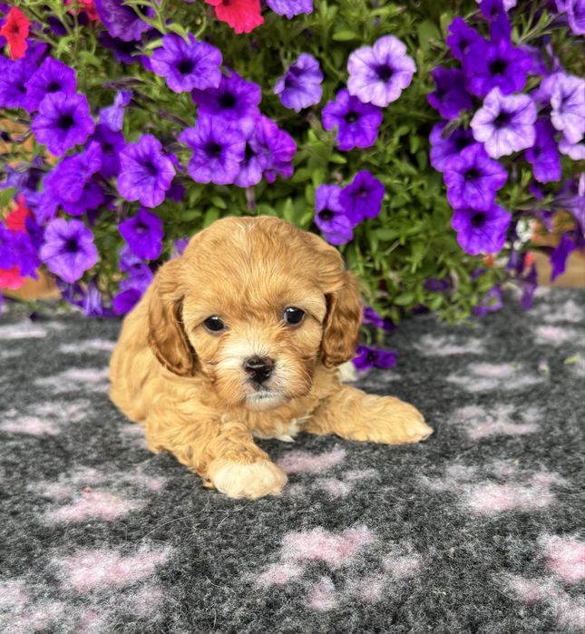 Cavapoo - dziewczynka