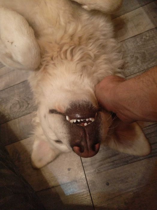 Owczarek podhalański