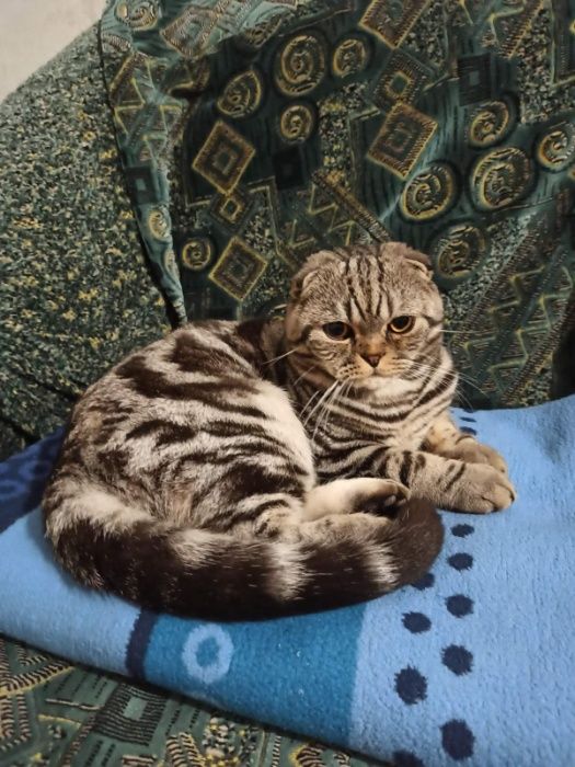 Шотландский котик приглашает на вязку