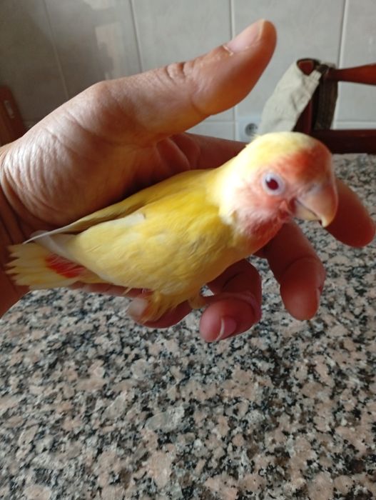 Bebés roseicollis para  acabar de criar á mão