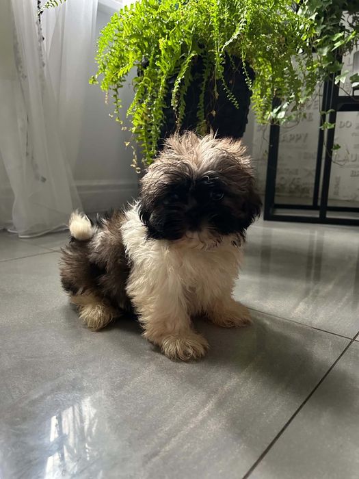 Szczeniaczki shih-tzu