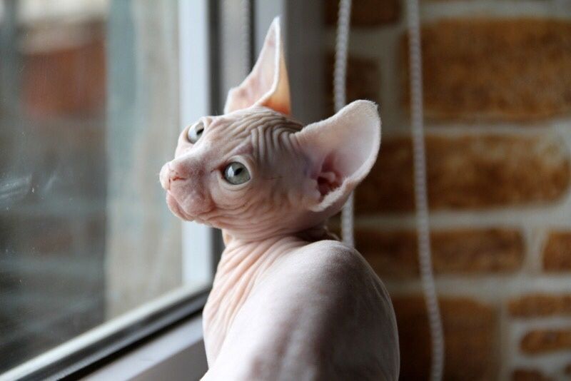 Мальчишки и девчонки