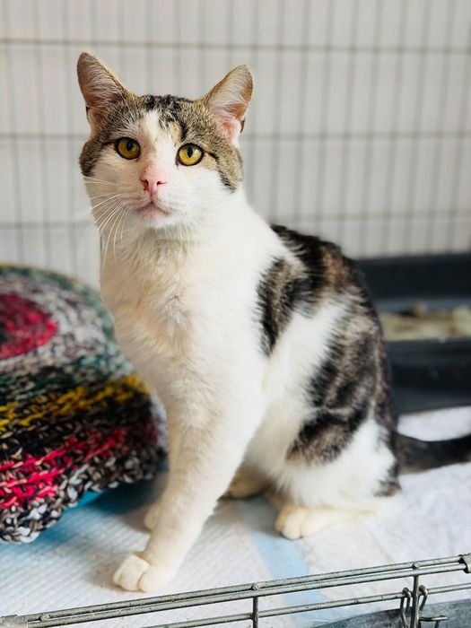 Uroczy kocurek do adopcji