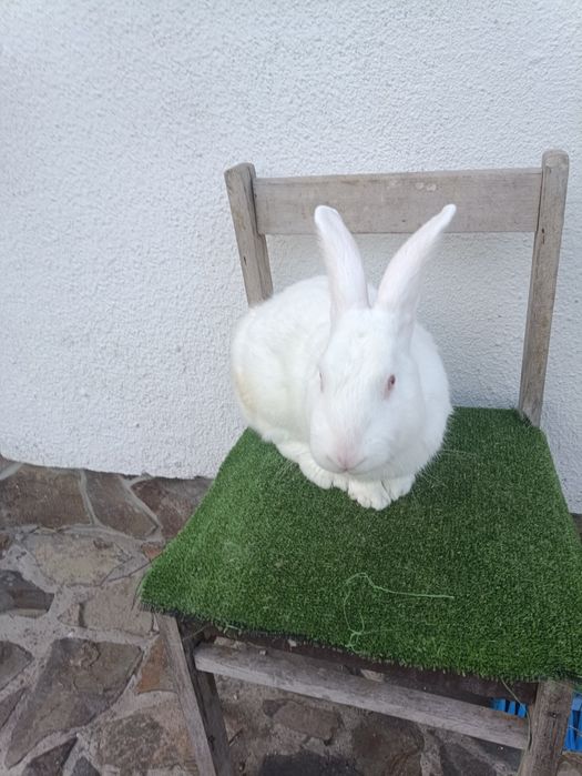 Панон...Продам кріля,крілицю,молодняк Панон на плем'я