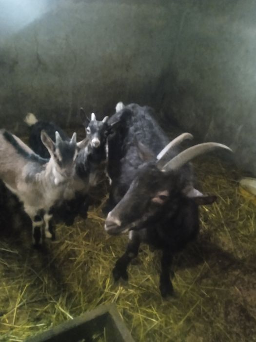 Продам козу з кізлятами ,первістка.тел.0667232161  васильболотів.звони