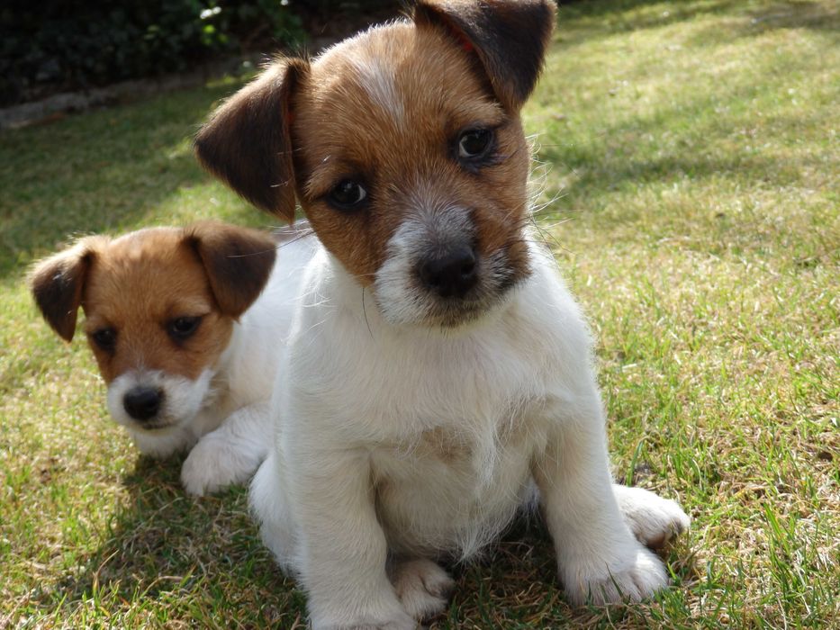 Jack Russell Terrier # SMARTIE JACKS # rodzice ZKwP/FCI suczka z lewej