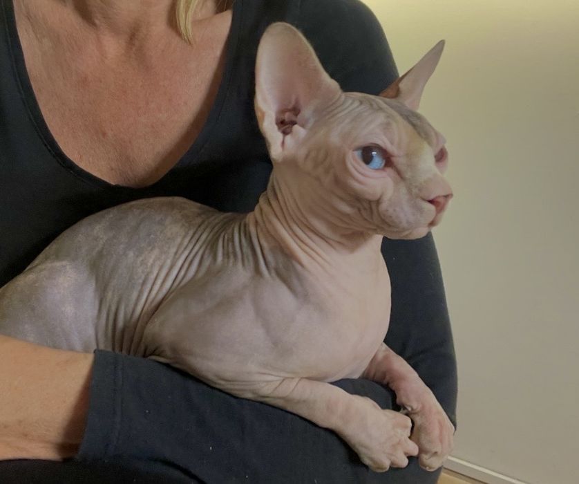 Sphinks Kanadyjski dorosła,wykastrowana kotka z rodowodem FPL