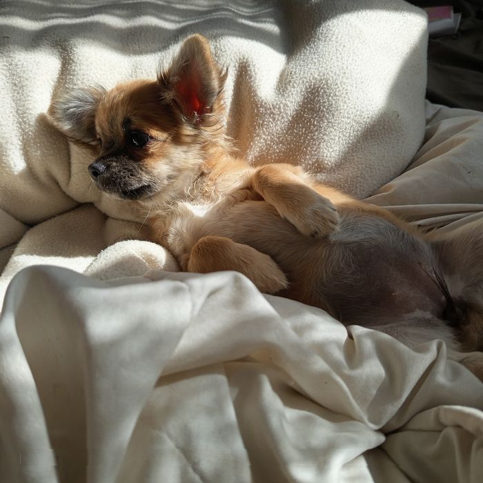 Chihuahua cudowna szczeniak suczka długowłosa sable