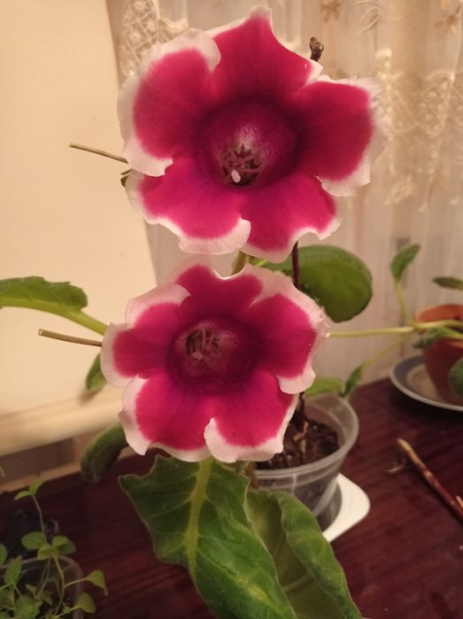 Глоксиния (синингия)