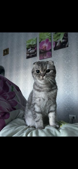 Шотландські прямовухі кошенята шукають люблячу сімʼю)