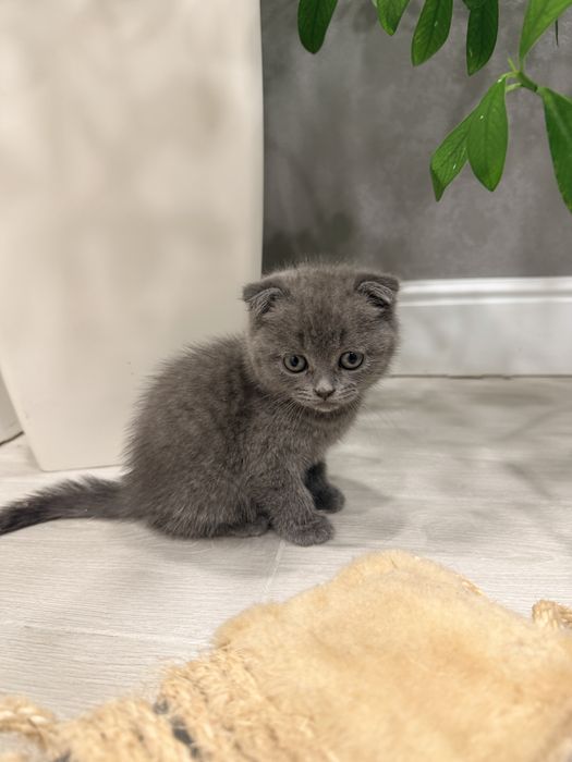Продам шотландських кошенят.