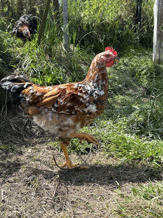 Kogut koguty, kura, kury ras nieśnych Włoszka ,rossa, sussex tęczówka czernichowska.