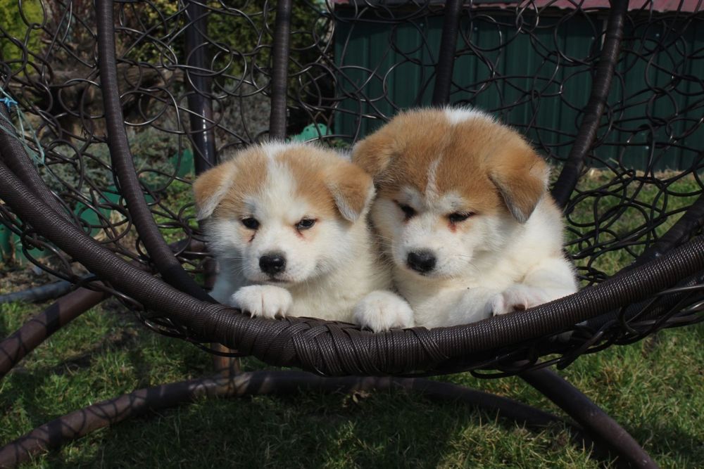 Хатіко дівчата. Акіта іну