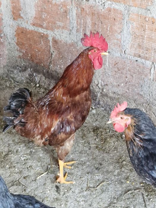 Vendo galos ja galão