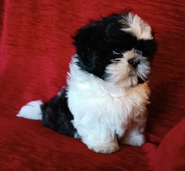 Cudowny szczeniak SHIH-TZU piesek