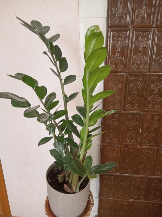 Заміокулькас вазон