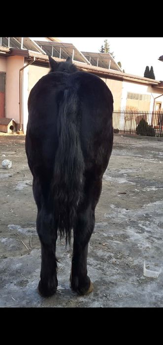 Sprzedam źrebicę zimnokrwistą