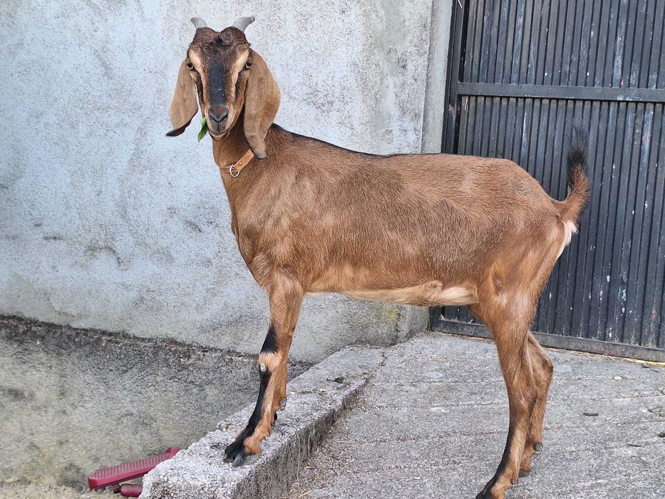 Cabra anglo-nubiana de 18 meses