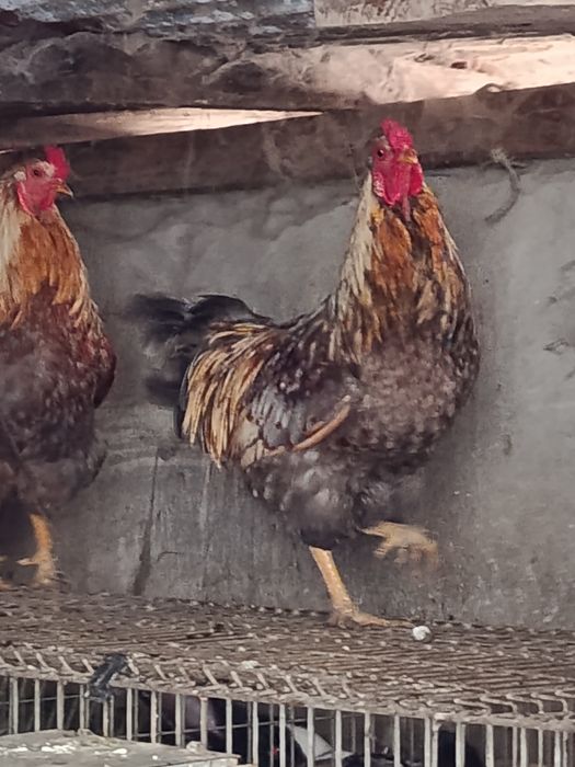 Vendo dois machos de ovos azuis