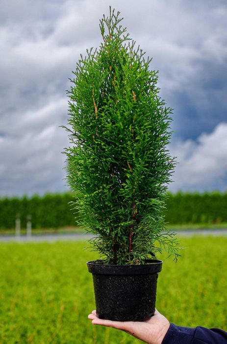 Tuja tuje szmaragd 50 - 70 cm  dostawa gratis