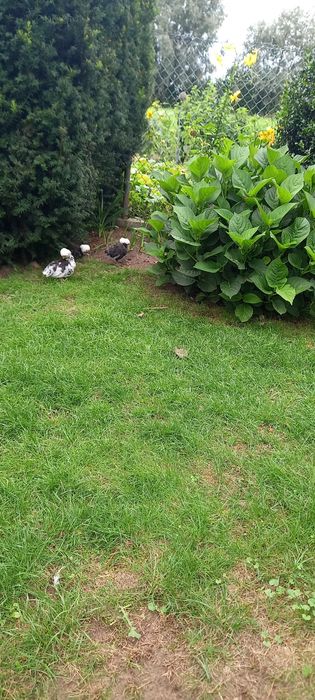 Sprzedam Białogłowki