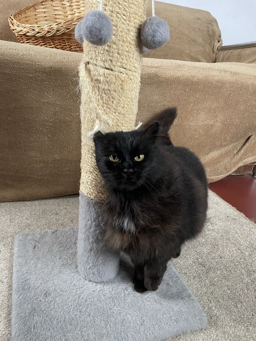 Кошечка Нора, отдаем в добрые руки