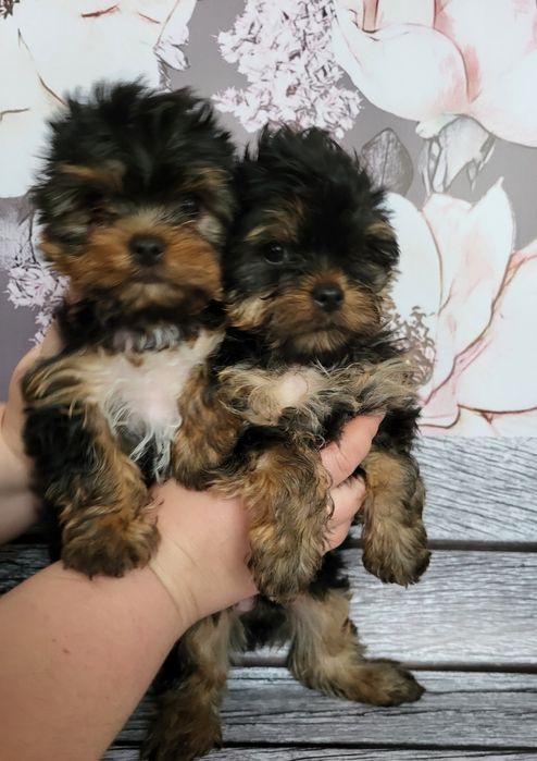 Кукольные мини щеночки йорки